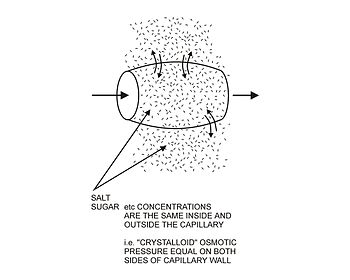 Como a parede do capilar é tamén completamente permeable cos electrólitos, a pequenas moléculas orgánicas como a glicosa e a pequenas proteínas como a insulina, estas substancias están equilibradas a ambos os lados da parede capilar. As concentracións destas pequenas moléculas serán as mesmas dentro e fóra do capilar e non teñen efectos osmóticos que poidan influír no movemento da auga a través da membrana capilar. Para diferenciar o seu potencial efecto osmótico do mostrado no diagrama de abaixo, a súa influencia osmótica denomínase o efecto osmótico “cristaloide” (porque estas pequenas moléculas facilmente forman cristais cando son extraídas da solución).