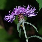 Meadow knapweed