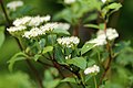 Feuilles et fleurs