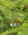 Dume la dark-necked tailorbird