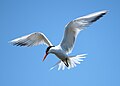 Elegant tern