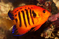 Murazvo ngirozihove (flame angelfish). Centropyge loricula