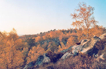 Forêt de Fontainebleau en Seine-et-Marne