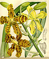 Grammatophyllum speciosum plate 5157 in: Curtis's Bot. Magazine (Orchidaceae), vol. 86, (1860)