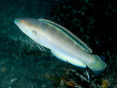 Suezichthys gracilis