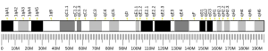 Chromosome 1 (souris)