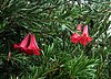 Lapageria rosea