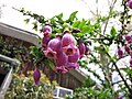 Flower cluster borne by cultivated plant in mid-October (southern Spring), St. Erth gardens, Victoria, Australia