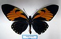 Papilio bachus