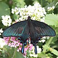 male in Japan