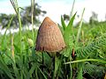 Psilocybe mexicana de Jalisco, Mexico