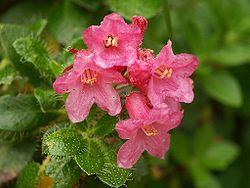 Karva-alppiruusu (Rhododendron hirsutum)