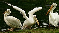 A captive American white pelican (right) alongside two great white pelicans (Pelecanus onocrotalus) in St James's Park, London (note the damaged 'horn')