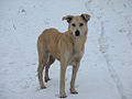 Noch ein Strassenhund (24. September 2012 - 10. Januar 2013)