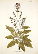 Salvia clusii