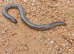 Description de l'image Schlegel's Beaked Snake (Rhinotyphlops schlegelii) (13800597024).jpg.