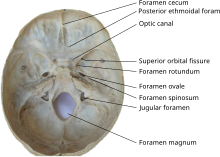 Inner surface of the base of skull, showing cranial foramina