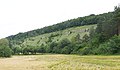 Naturschutzgebiet Stammberg bei Tauberbischofsheim während der Hochblüte von Anthericum ramoscum