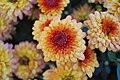 Chrysanthemum 'Tiger Tail'