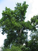 Ulmus americana 01 by Line1.JPG