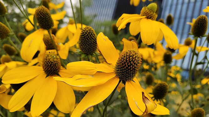 Yellow Coneflower