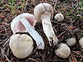 Agaricus moelleri