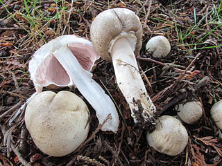 Perlhuhn-Champignon (giftig) Agaricus moelleri