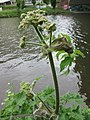 Heracleum sphondylium