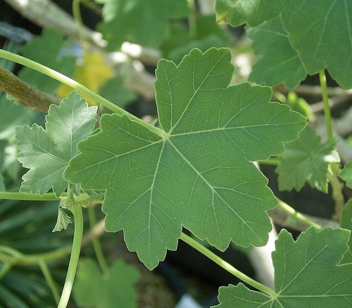 File:Malva assurgentiflora 01 ies.jpg