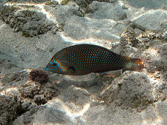 Anampses caeruleopunctatus (femelle)