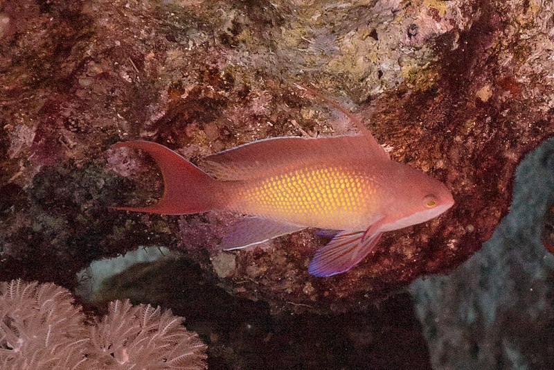 File:Anthias cola de lira (Pseudanthias squamipinnis), parque nacional Ras Muhammad, Egipto, 2022-03-26, DD 115.jpg