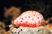 The marine gastropod Cypraea chinensis, the Chinese Cowry, showing partially extended mantle