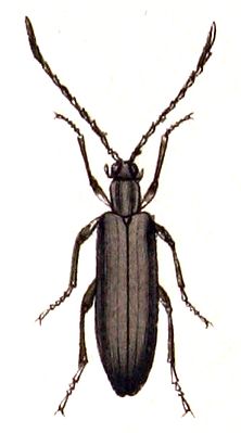 Calopus serraticornis