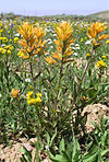 Christ's Indian paintbrush