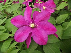 Clematis „Zalazak sunca”