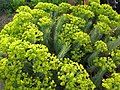 Euphorbia rigida