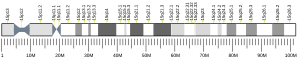 Chromosome 15 humain