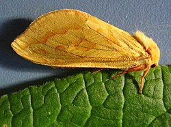 Тонкопряд хмелевий (Hepialus humuli)