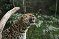 Amoerpanter (Panthera pardus orientalis)