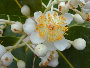 Borneomahogni (Calophyllum inophyllum)