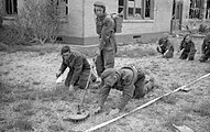 חבלני הצבא הבריטי מפנים מוקשים בנורמנדי (1944)