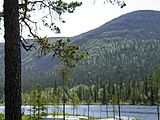 Waldgrenze am Yllästunturi in Nordfinnland