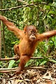 An orangutan in Bohorok Orangutan Centre, Indonesia.