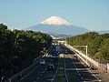 湘南海岸のマツ林（神奈川県、砂防指定地）