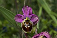 Ophrys × methonensis