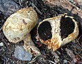 Agaricus inapertus