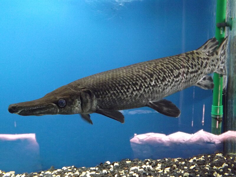 File:Alligator Gar 01.jpg