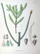 Araucaria excelsa SZ140.png