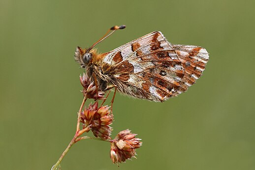 Underside of wings of Balkan fritillary (Boloria graeca balcanica) by Charlesjsharp