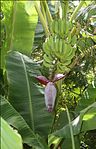 တၞံဗြာတ် Banana Tree -- Musa acuminata, [[Musa balbisiana] Vaazhai Maram in Tamil], baaLe ಬಾಳೆ in Kannada